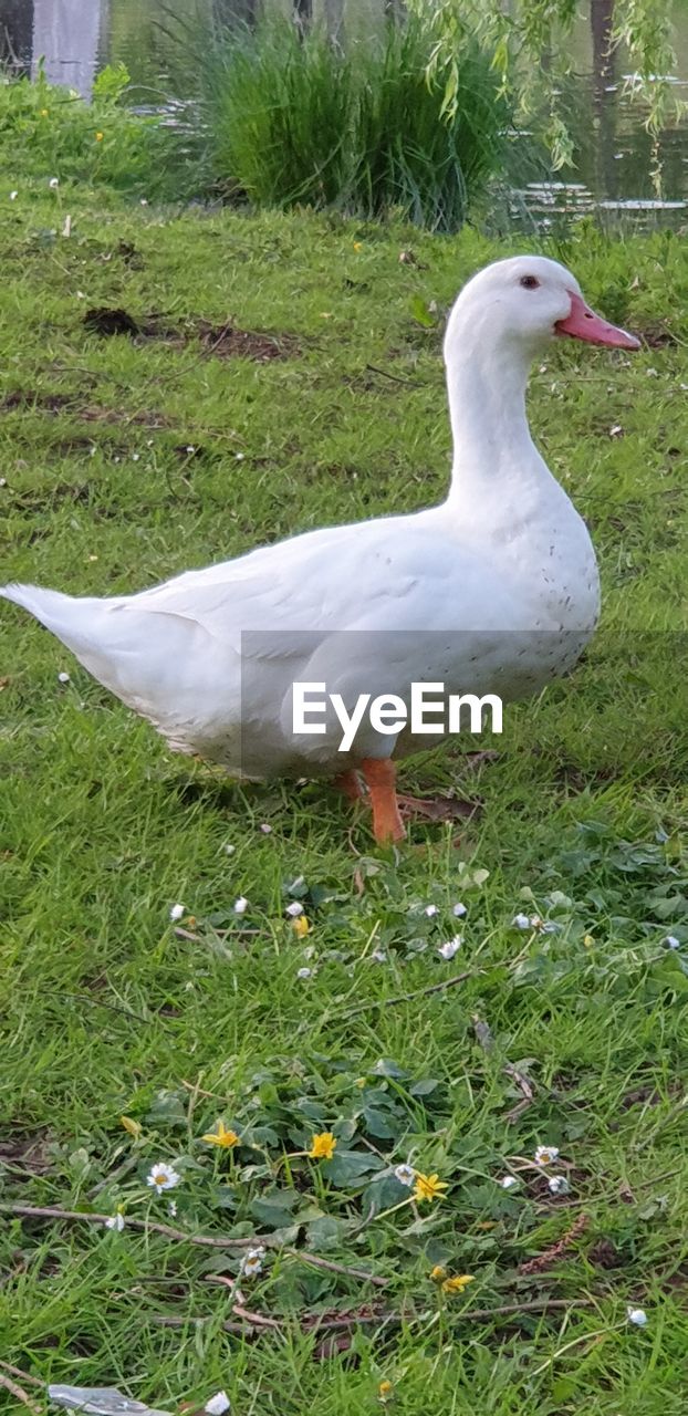 SIDE VIEW OF BIRD ON GRASS