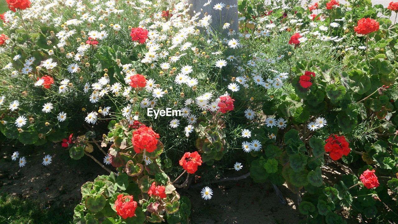 RED FLOWERS GROWING ON TREE