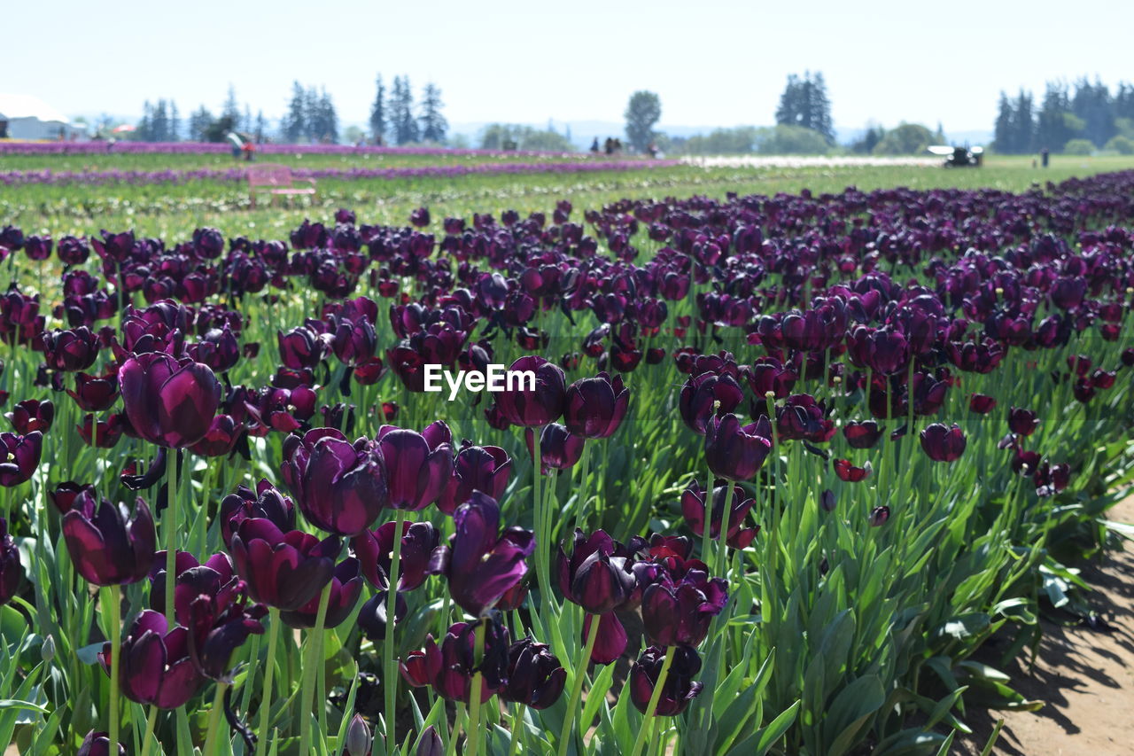 PLANTS GROWING ON FIELD