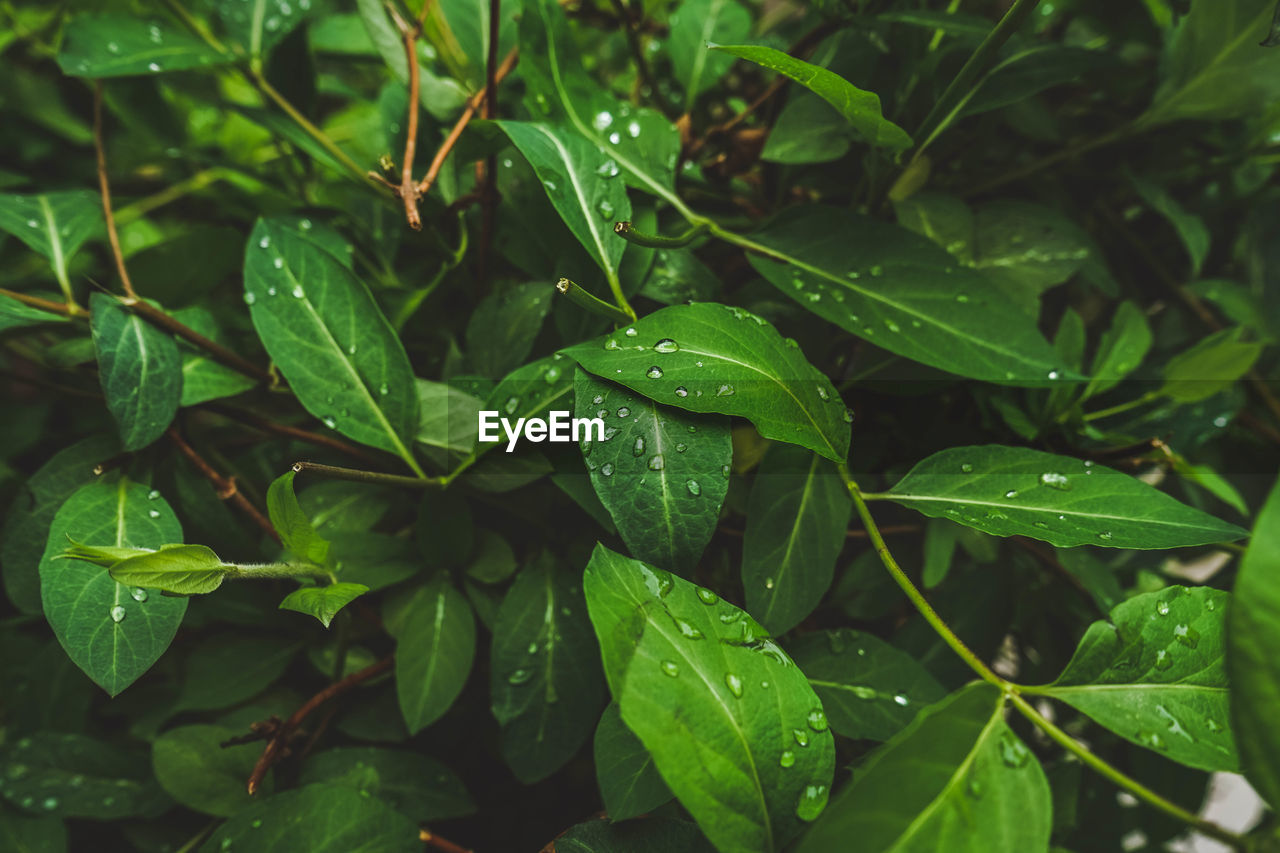 HIGH ANGLE VIEW OF RAINDROPS ON LEAVES