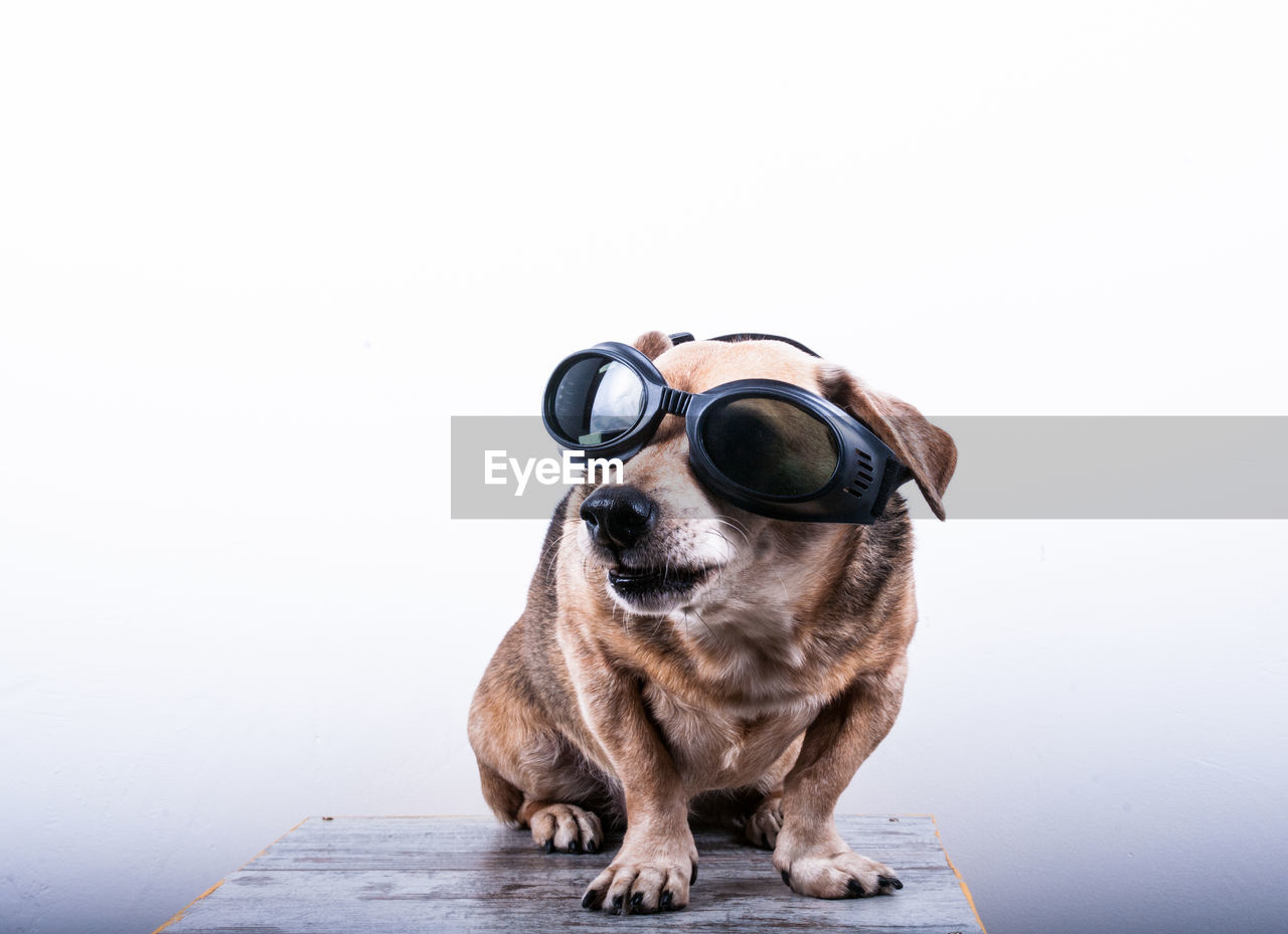 Dog wearing sunglasses while sitting against white background
