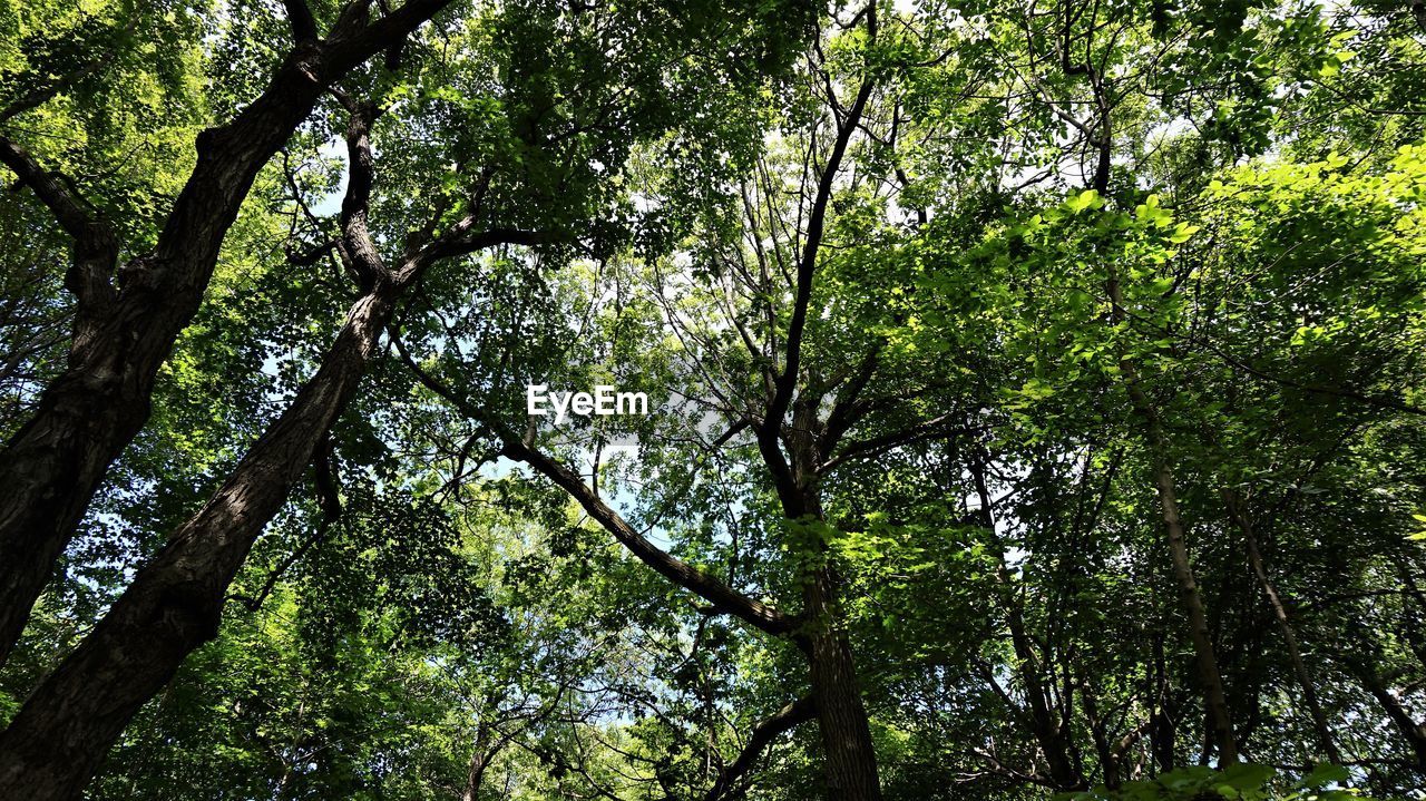 Low angle view of trees in forest