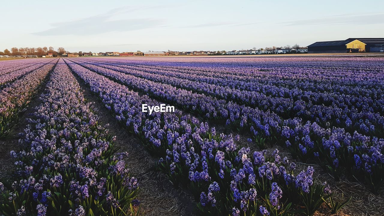 PURPLE FLOWERING PLANTS GROWING ON FIELD