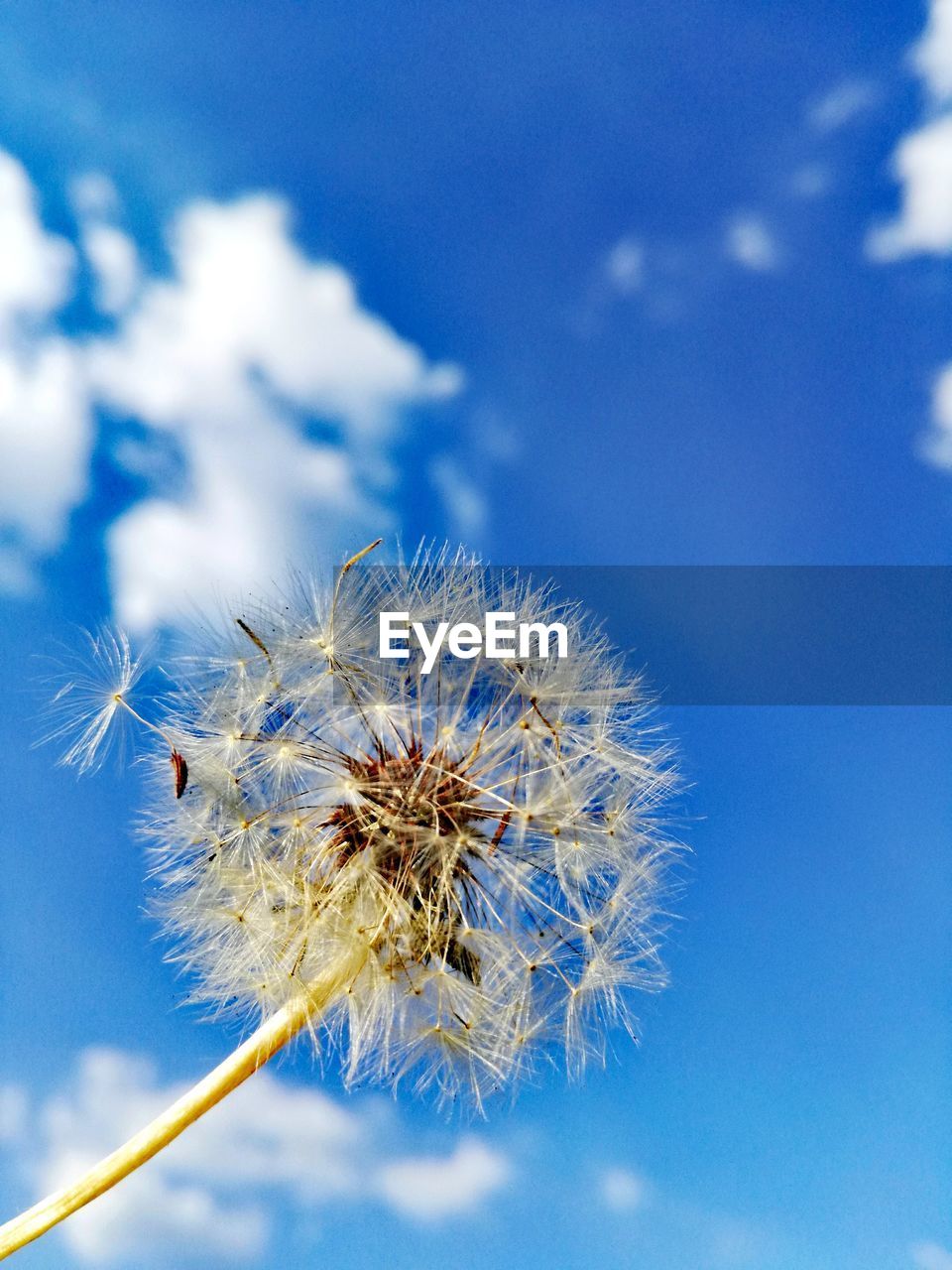 Close-up of blue flower against sky