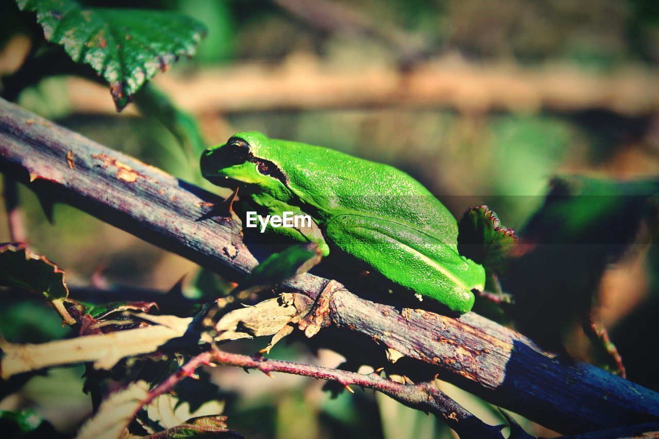 CLOSE-UP OF INSECT ON GREEN LEAF