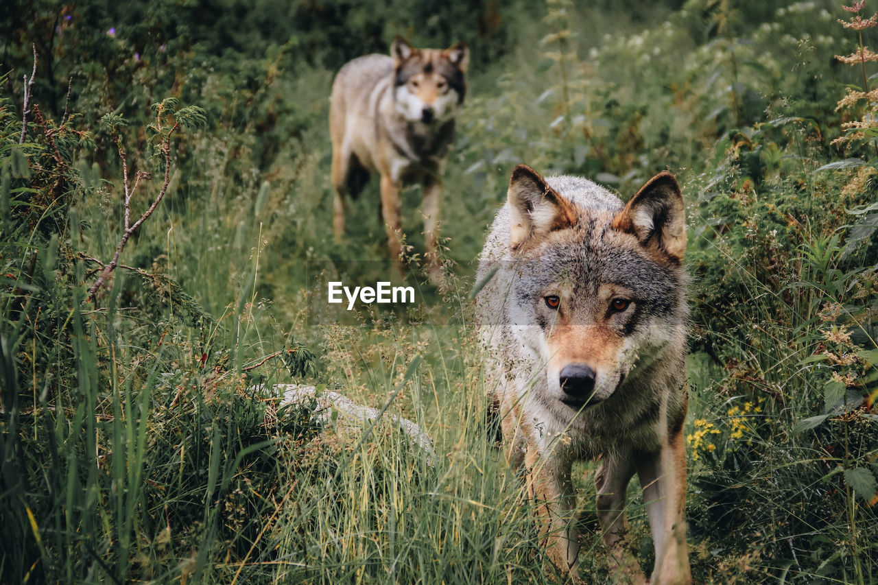 Dogs amidst plants on field