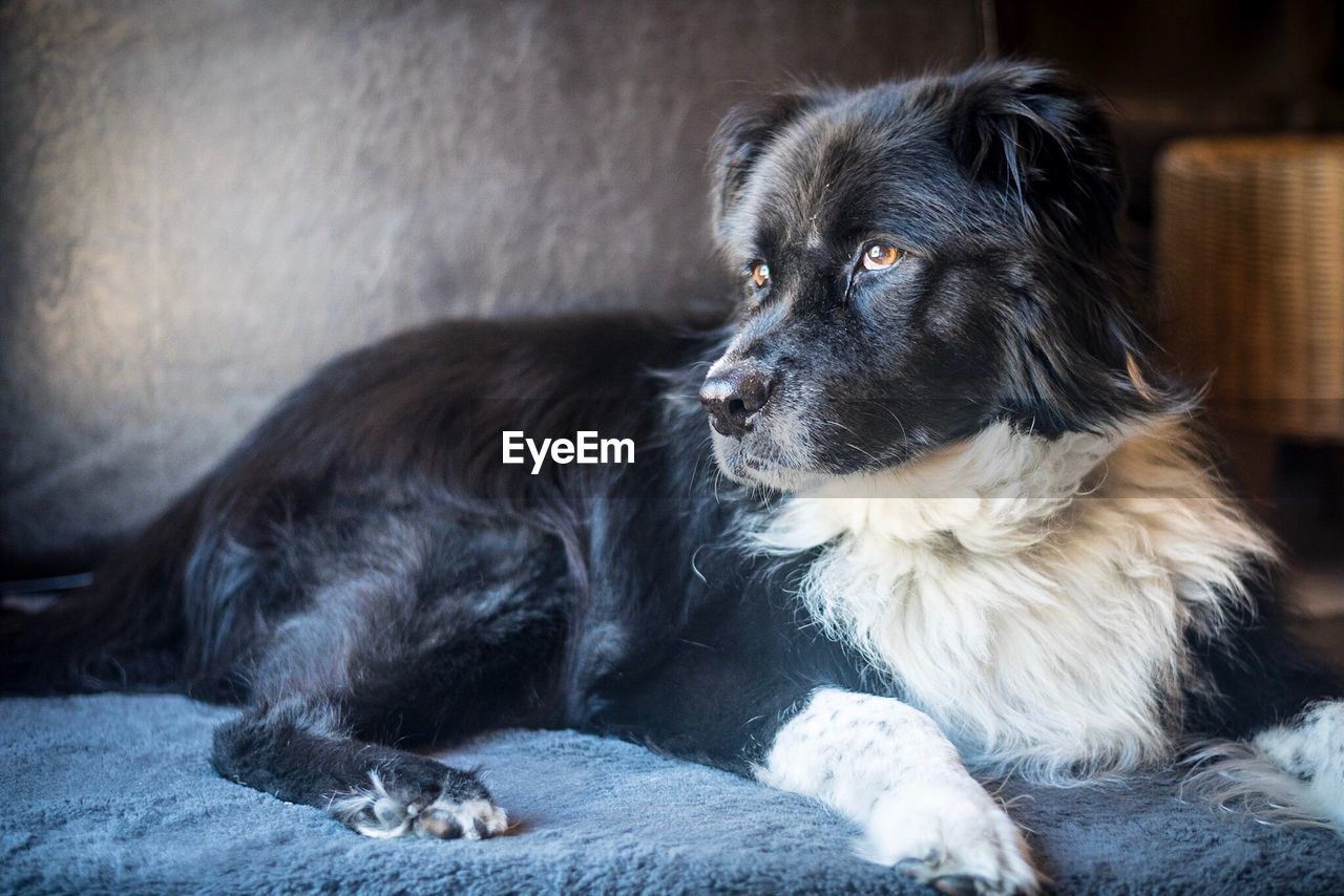 CLOSE-UP OF DOG SITTING OUTDOORS