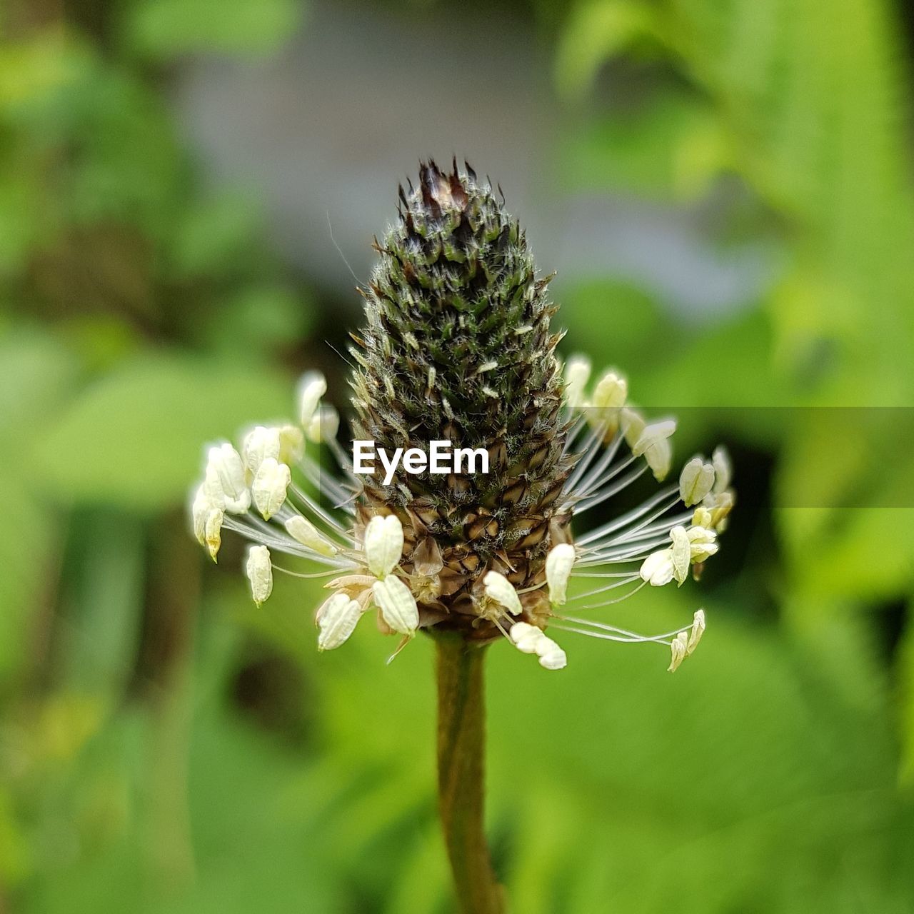 Seed head against green background