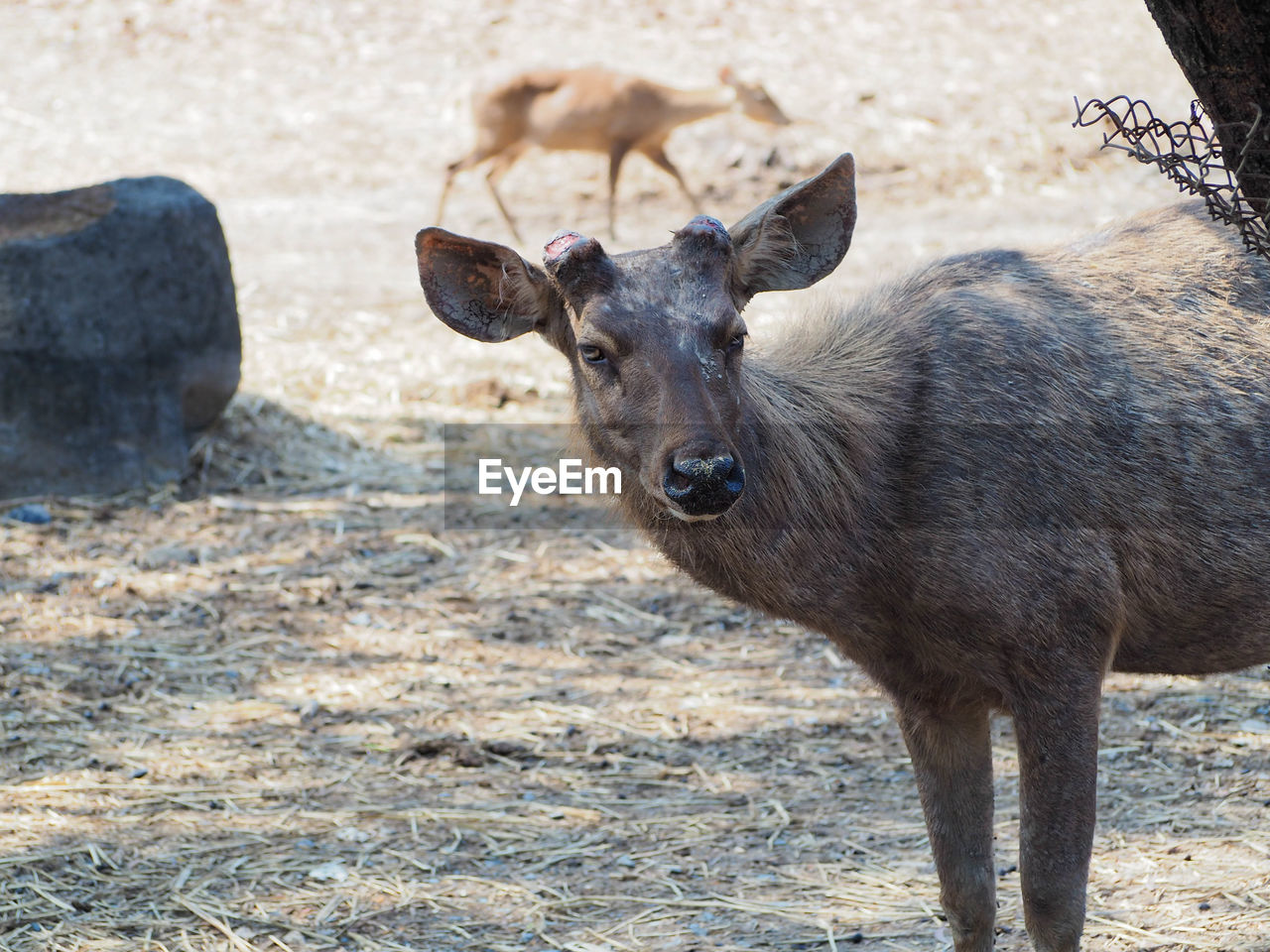 animal, animal themes, mammal, wildlife, animal wildlife, deer, one animal, nature, no people, standing, portrait, day, outdoors, looking at camera, domestic animals, zoo, land, sunlight