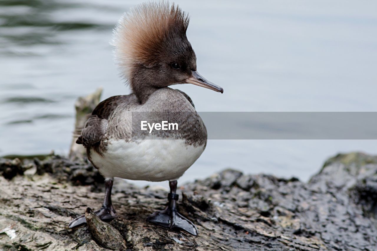 Close-up of young bird on rock