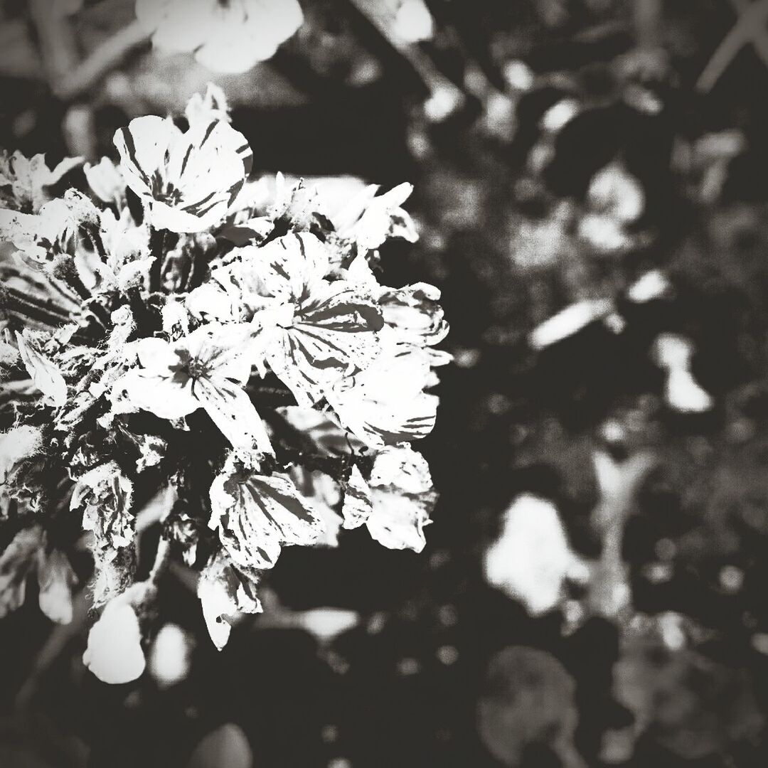 CLOSE-UP OF WHITE FLOWER BLOOMING ON TREE