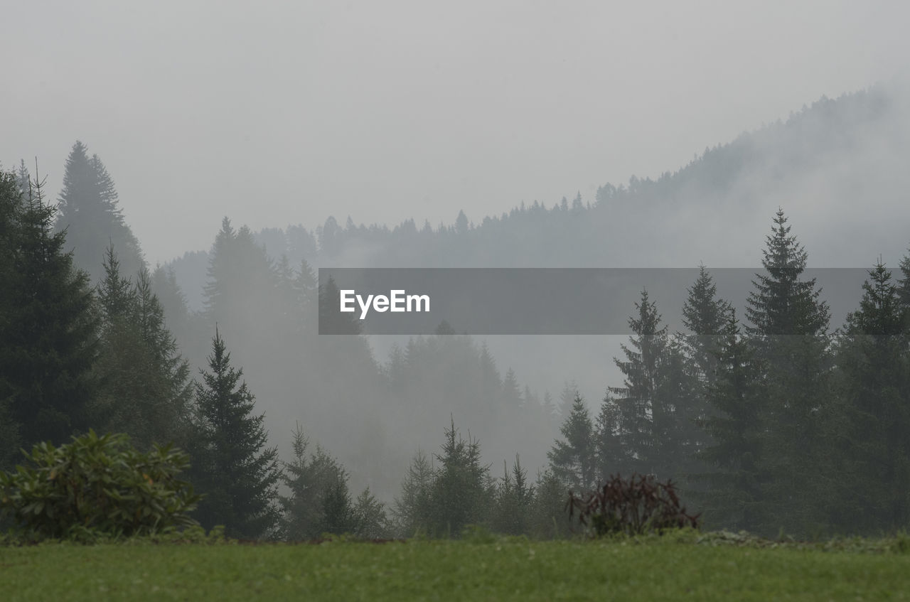 SCENIC VIEW OF TREES AGAINST SKY