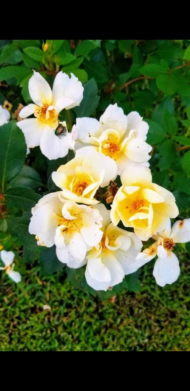 CLOSE-UP OF WHITE ROSES
