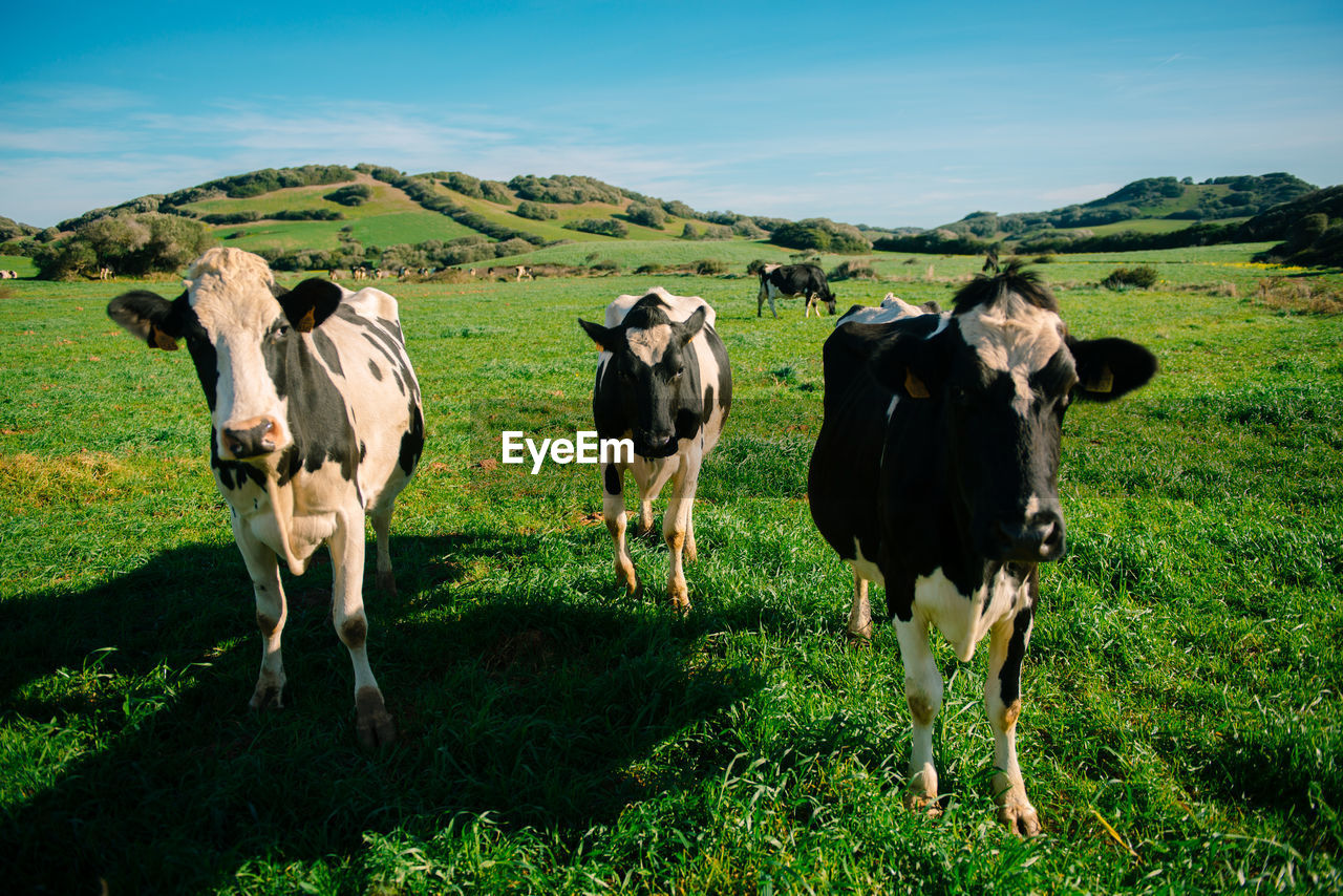 COWS GRAZING ON FIELD