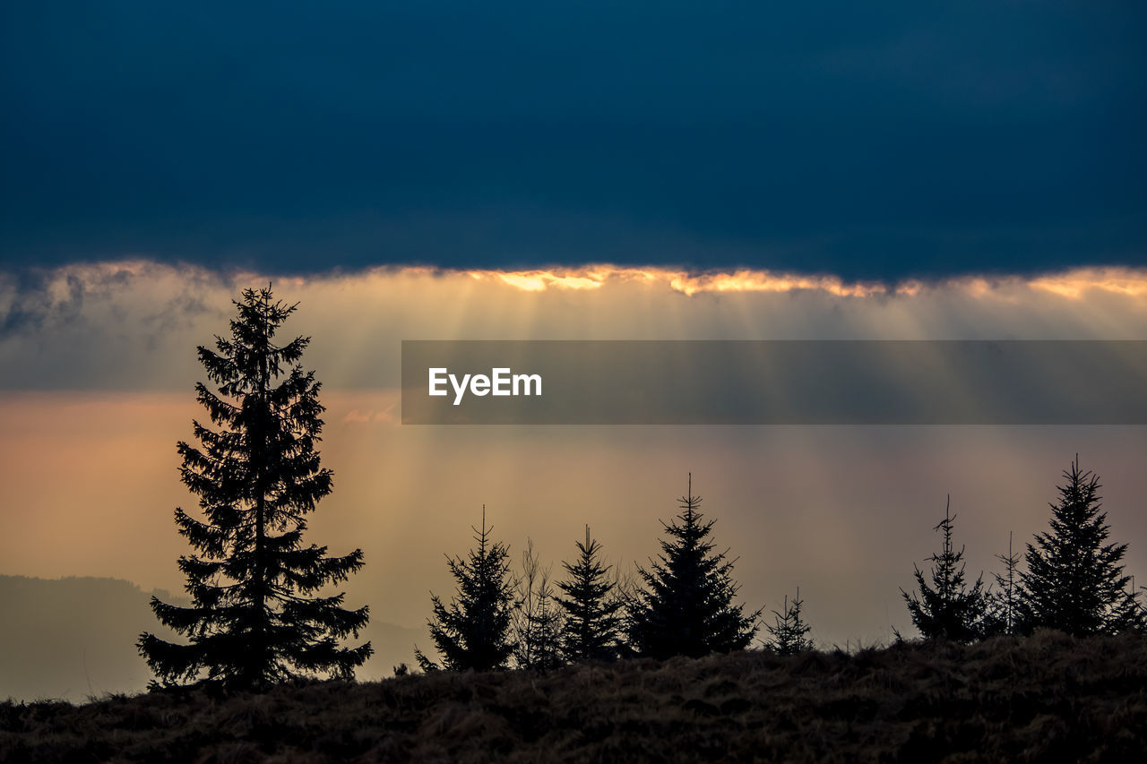 Silhouette trees in forest against sky