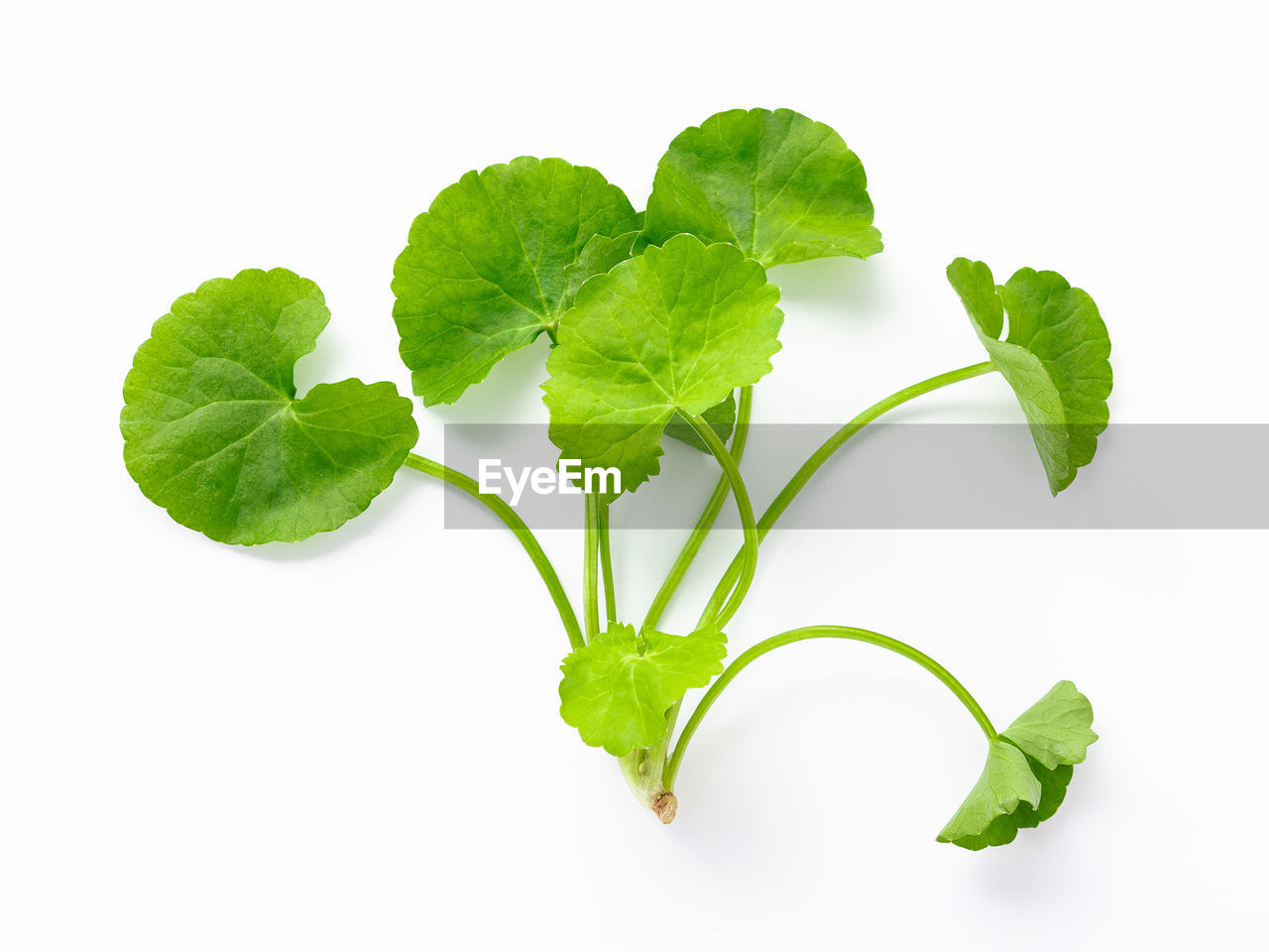 leaf, plant part, food and drink, food, plant, green, freshness, healthy eating, produce, wellbeing, studio shot, herb, white background, cut out, nature, vegetable, indoors, ingredient, no people, flower, organic, branch, herbal medicine, mint leaf - culinary, close-up, agriculture, medicine