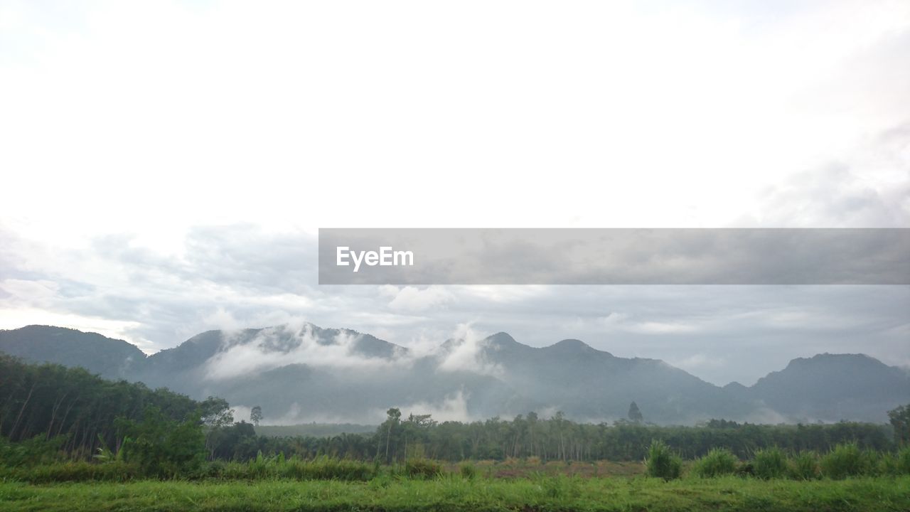 TREES ON LANDSCAPE AGAINST SKY