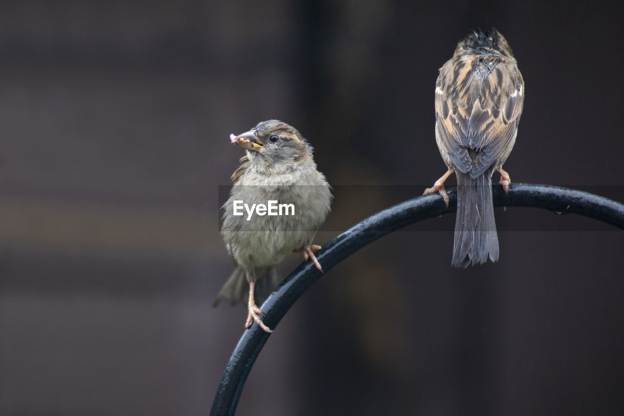 Close-up of birds perching on a metal hoop