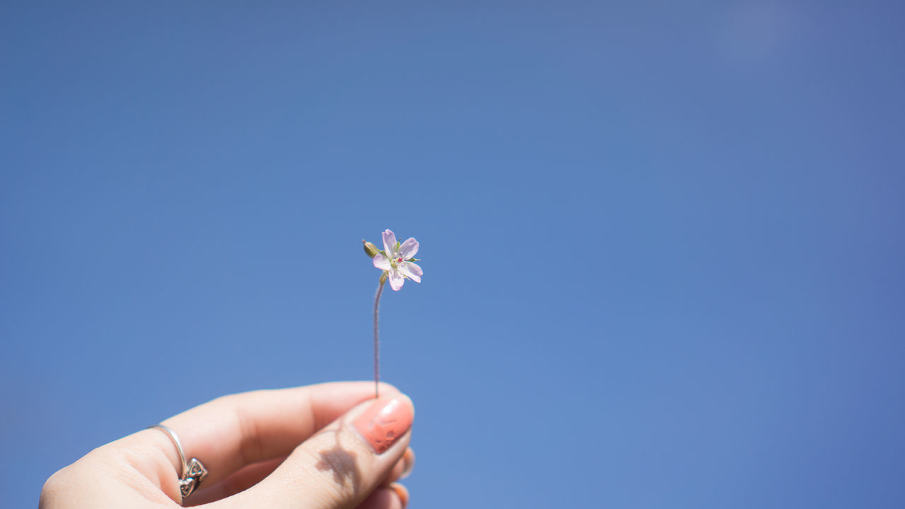 Close-up of hand holding flowers against clear blue sky