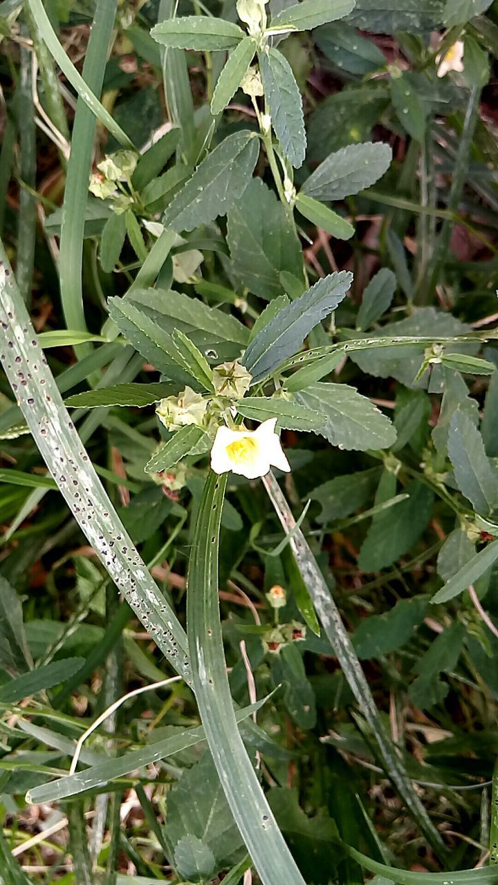 CLOSE-UP OF BUTTERFLY ON PLANT