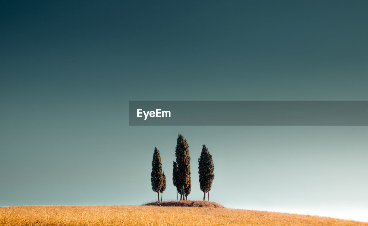 Trees by grass on land against clear sky