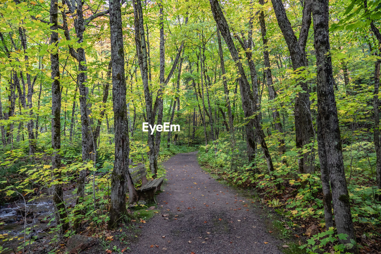 Dirt road amidst trees in forest