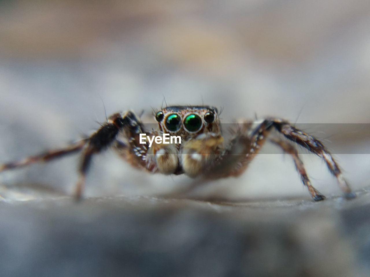 CLOSE-UP OF SPIDER ON WEB