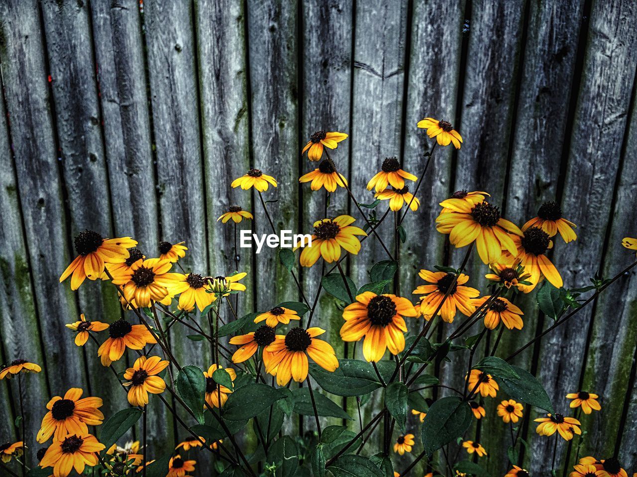 CLOSE-UP OF FLOWERS IN GARDEN