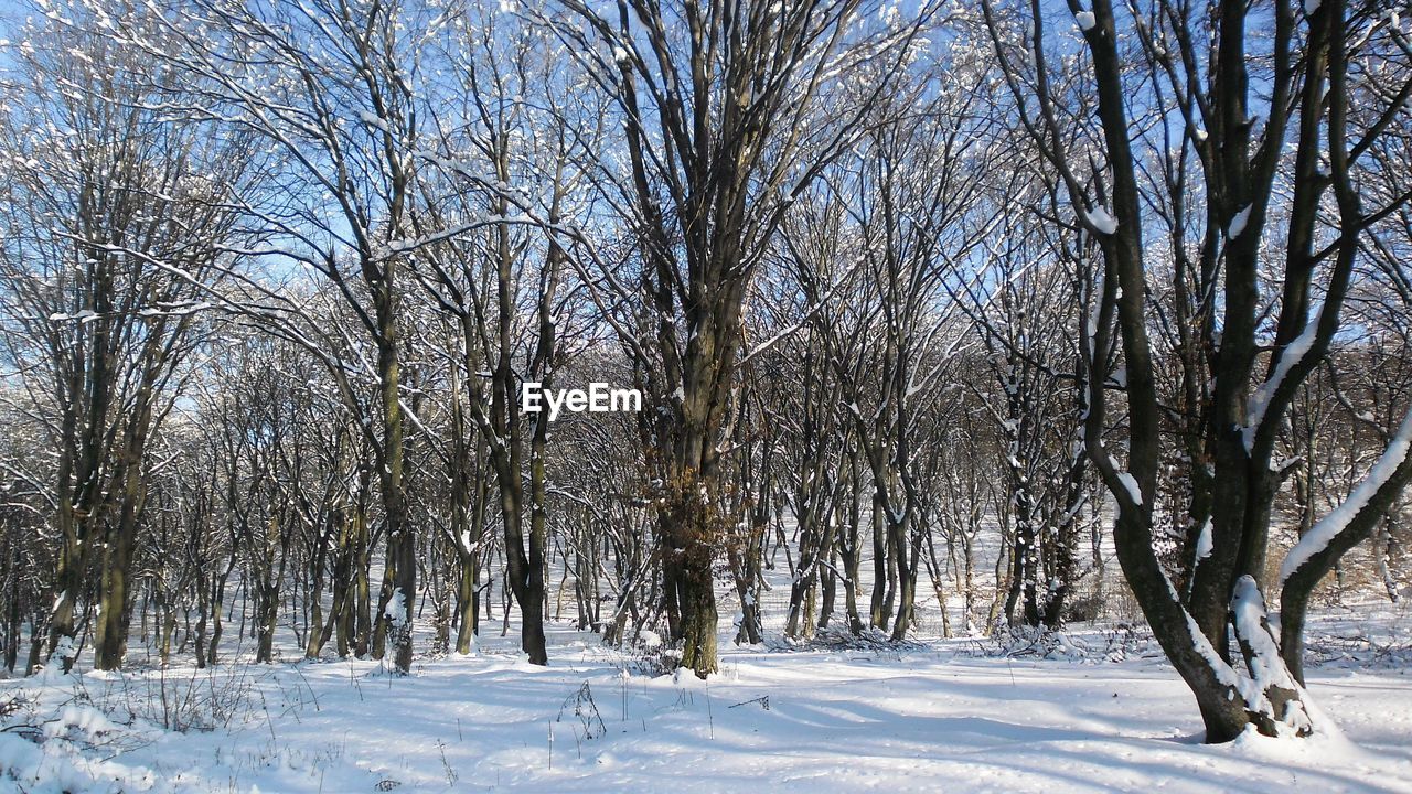 BARE TREES ON SNOWY FIELD