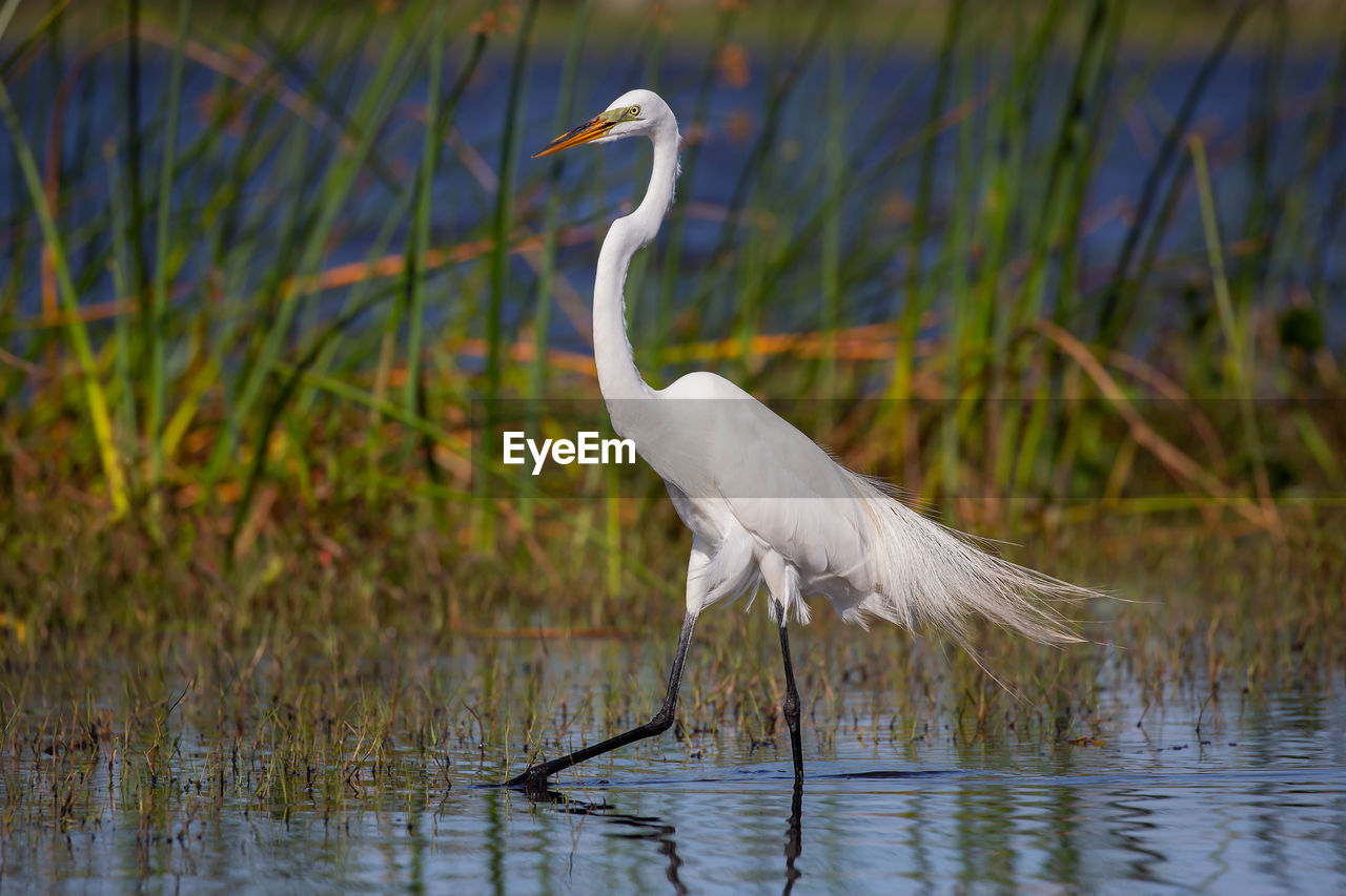 Bird by grass in lake