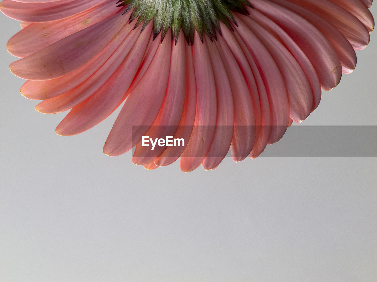 Pink gerbera flower petals photographed from below.