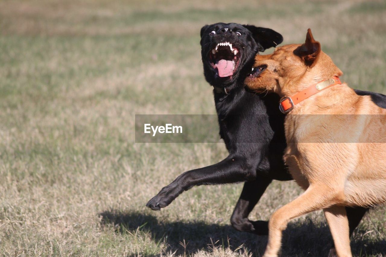 Playful dogs running on grassy field