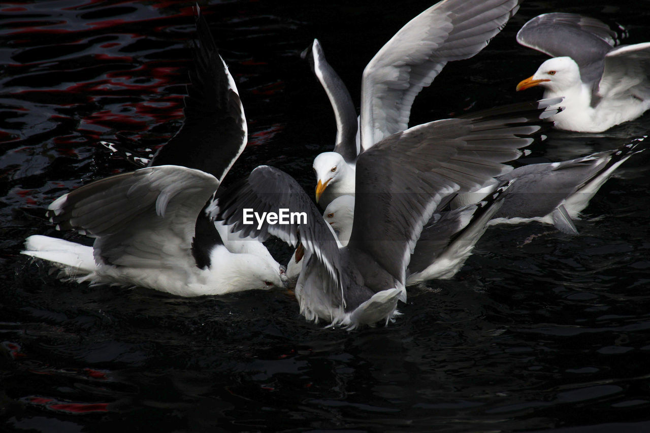 HIGH ANGLE VIEW OF SEAGULLS AND LAKE