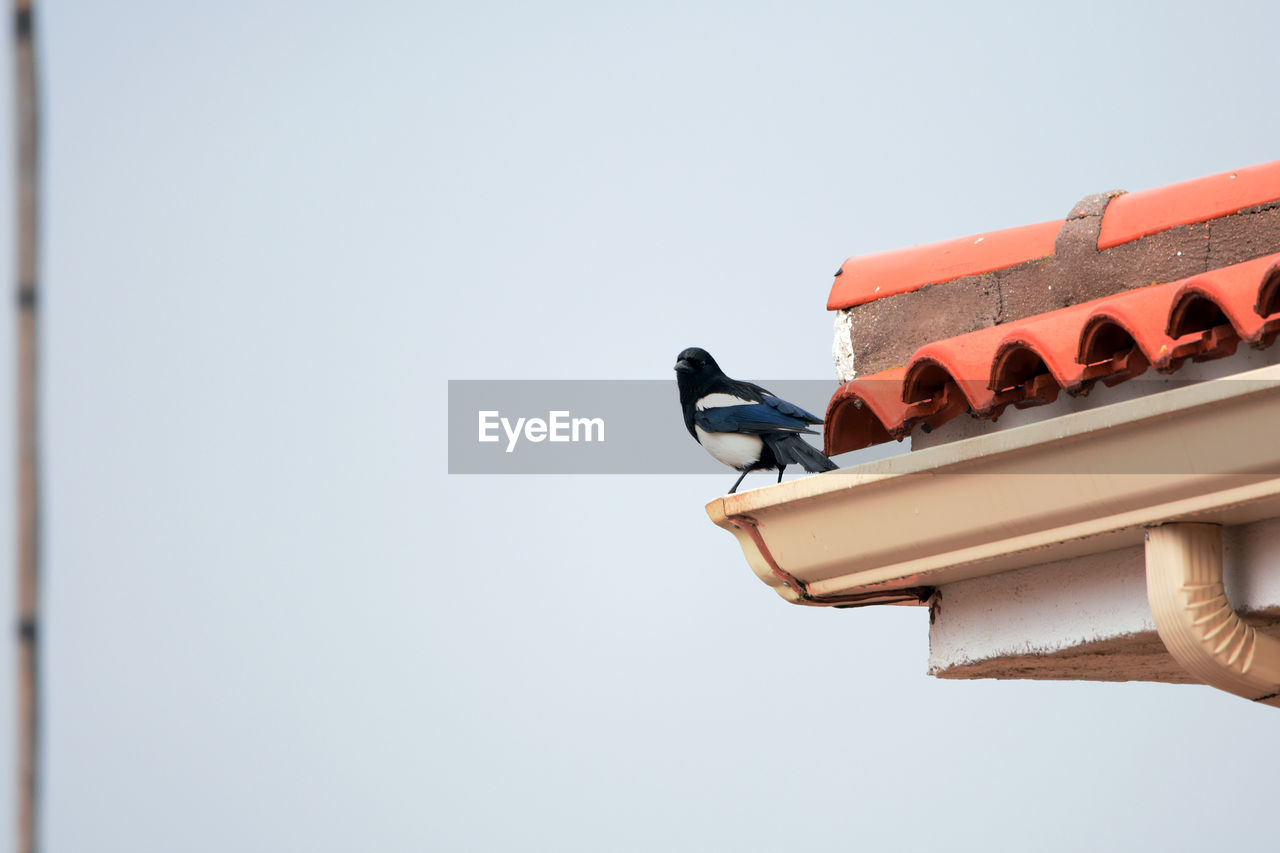 LOW ANGLE VIEW OF BIRD PERCHING ON BUILDING ROOF