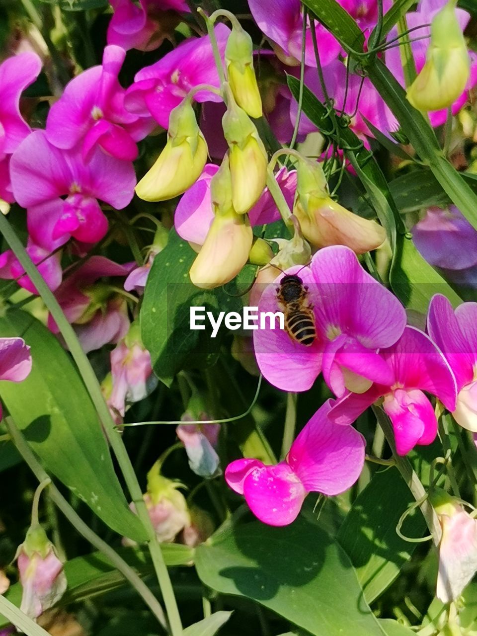 plant, flower, flowering plant, beauty in nature, freshness, growth, pink, petal, fragility, nature, flower head, close-up, plant part, leaf, inflorescence, purple, no people, orchid, day, springtime, outdoors, green, botany, blossom