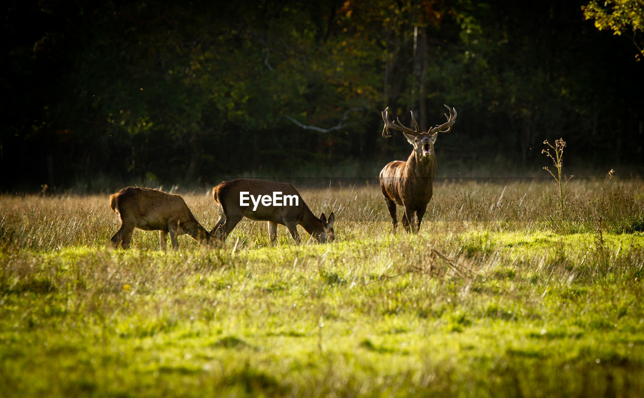 Three deer on grassy field against trees