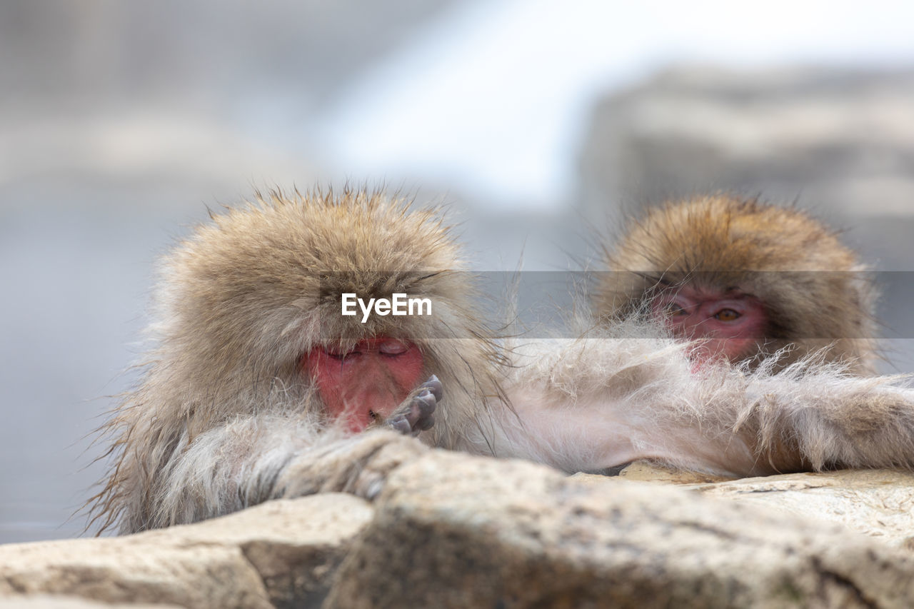 Japanese snow monkey in hot spring