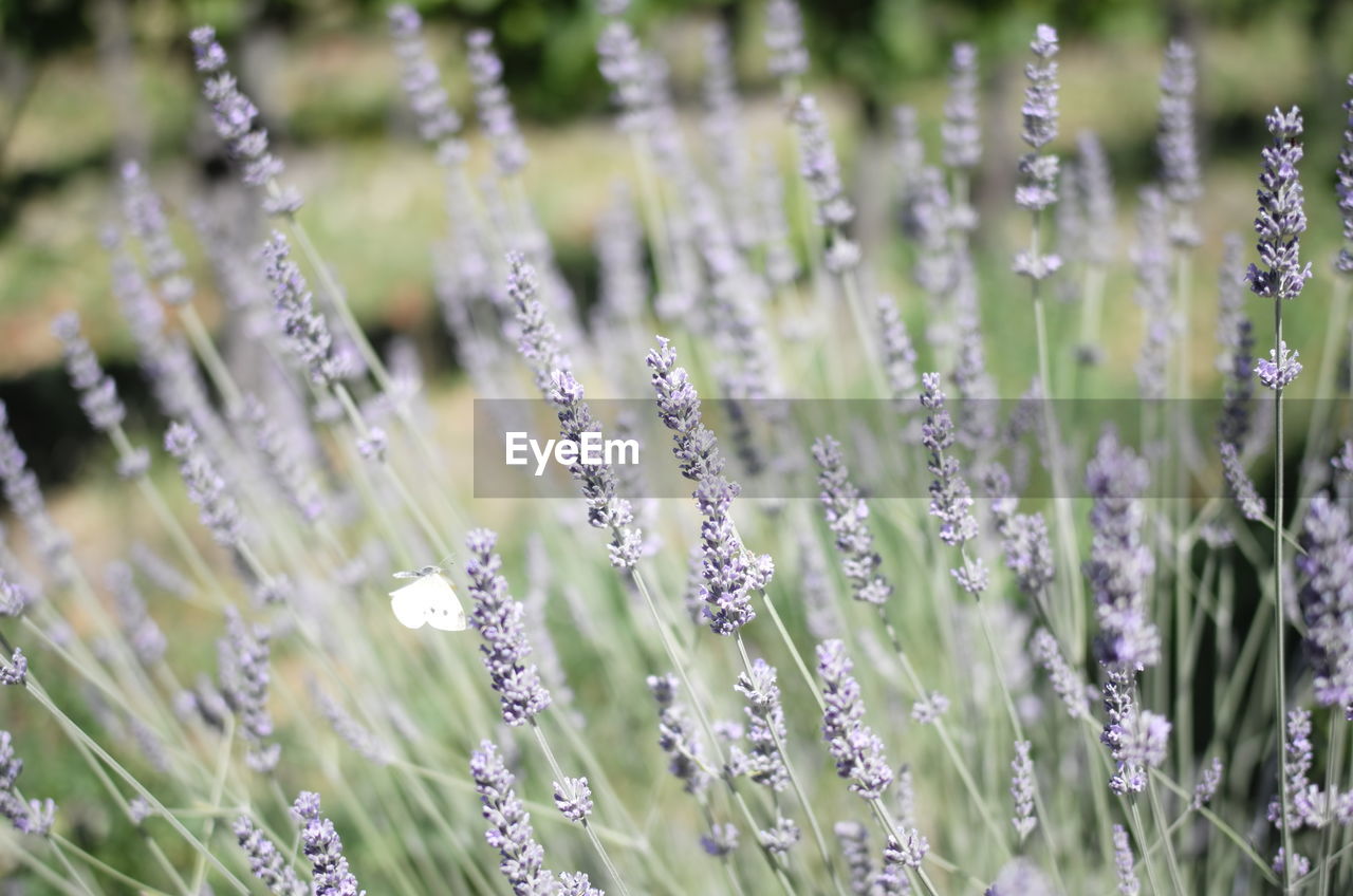 CLOSE-UP OF PURPLE FLOWERING PLANT ON FIELD