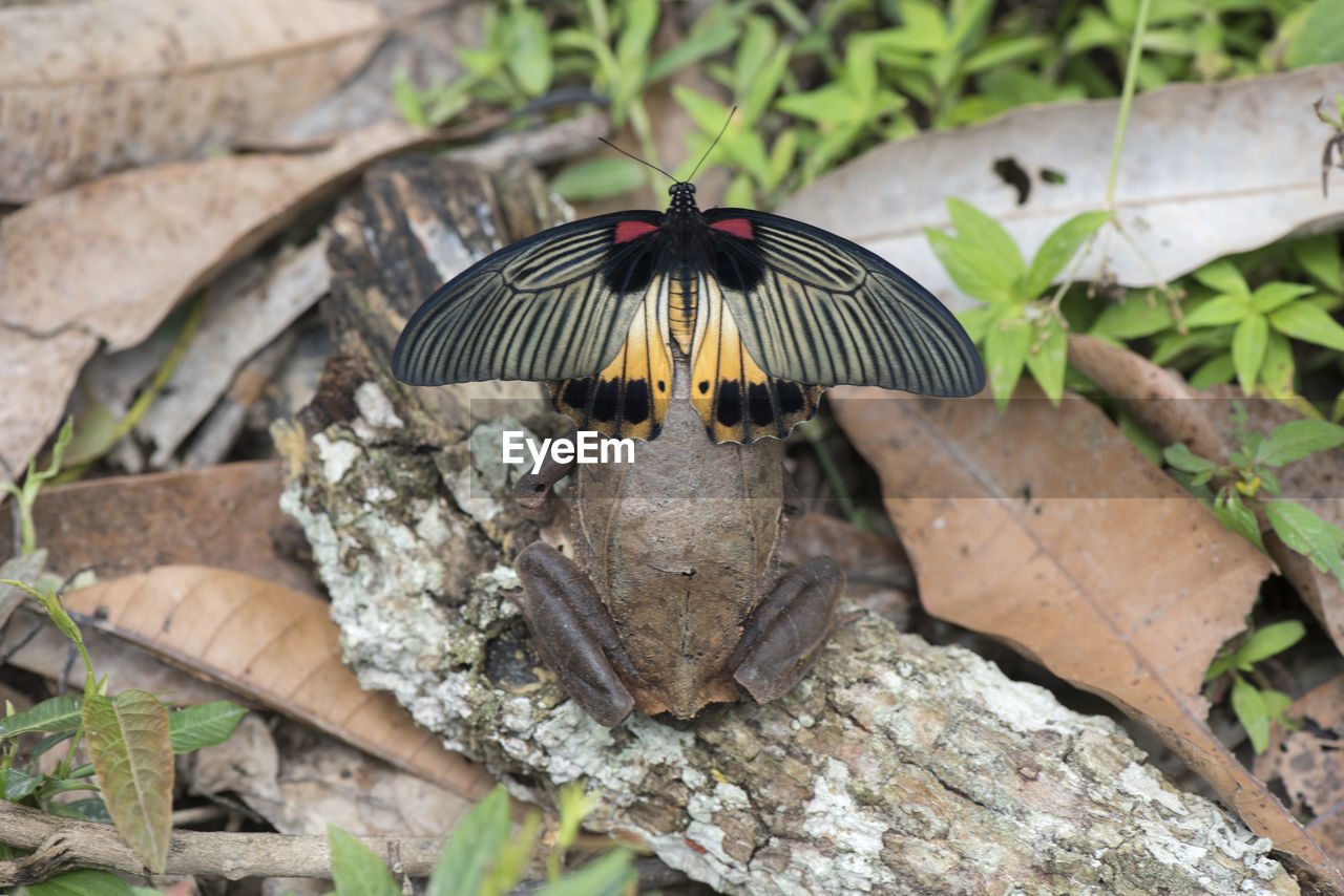 CLOSE-UP OF BUTTERFLY ON LEAF