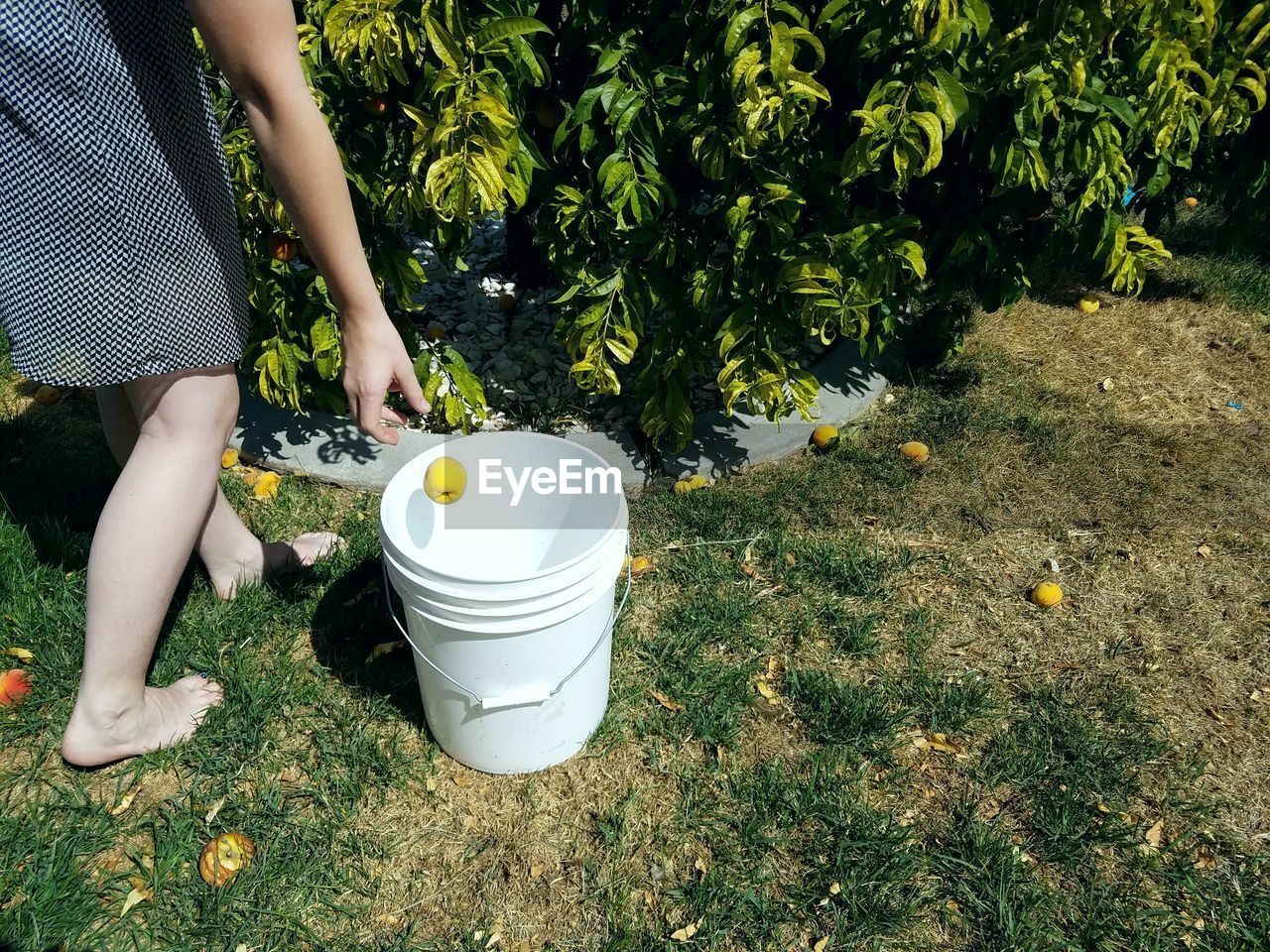 Low section of woman putting peach in container on field