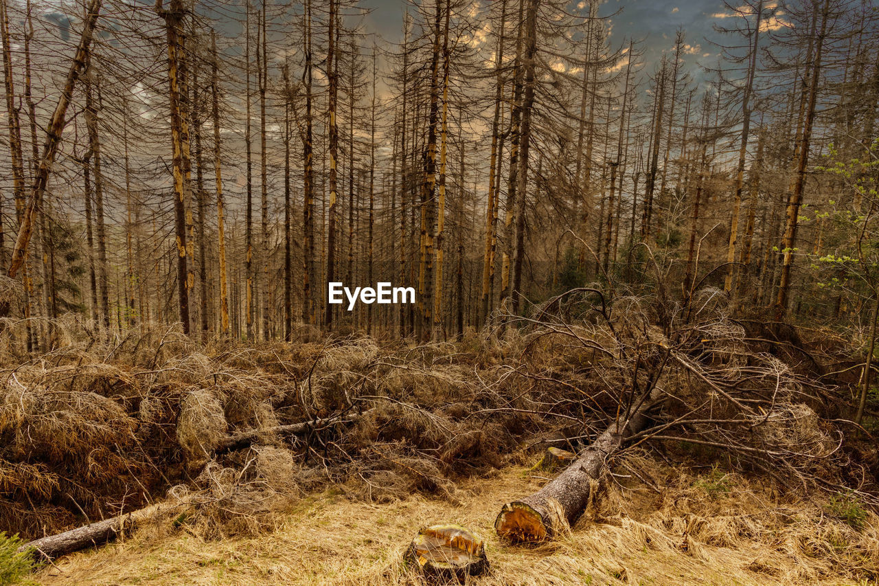 VIEW OF TREES ON FIELD