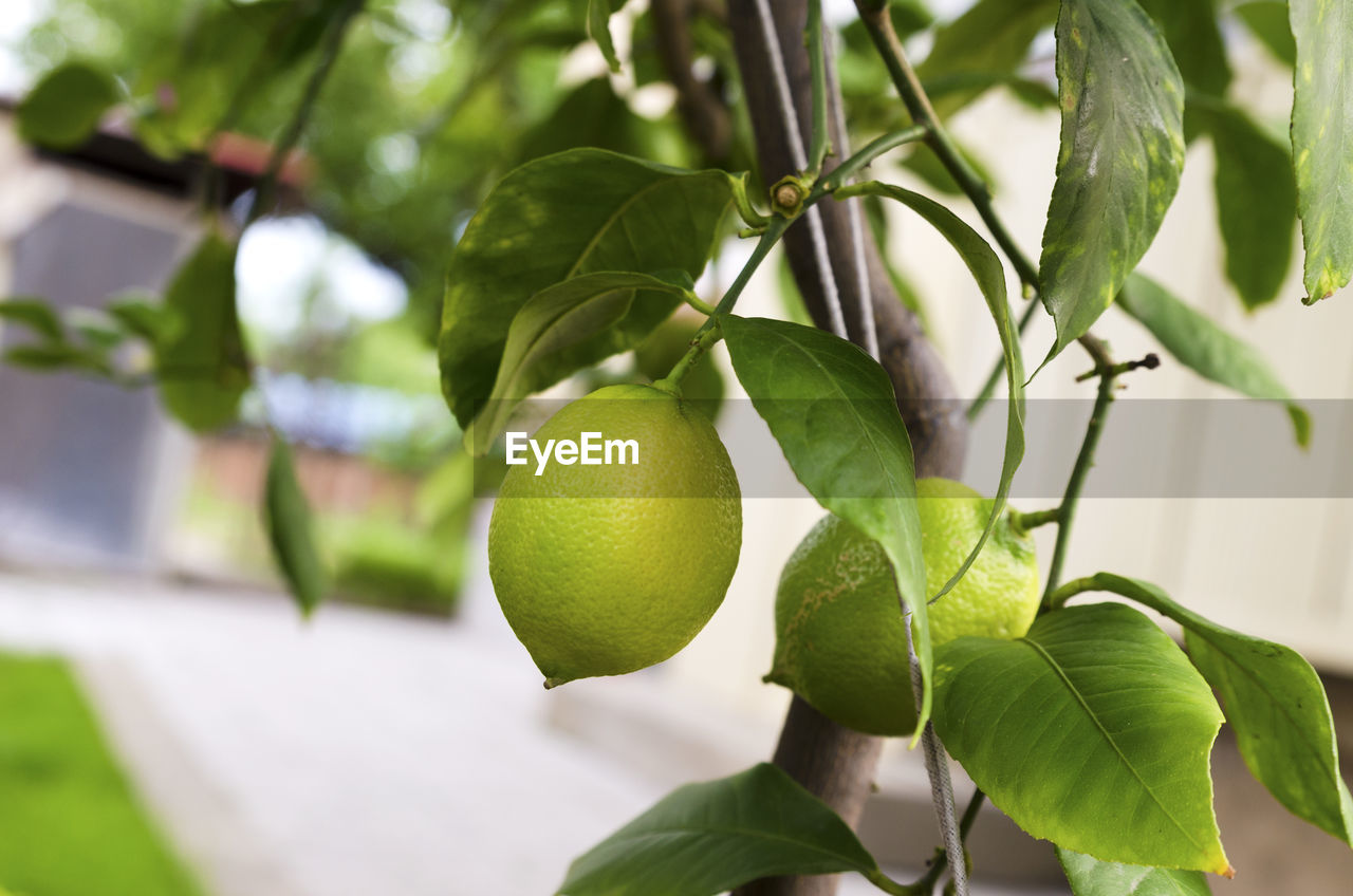 CLOSE-UP OF FRUIT GROWING ON PLANT