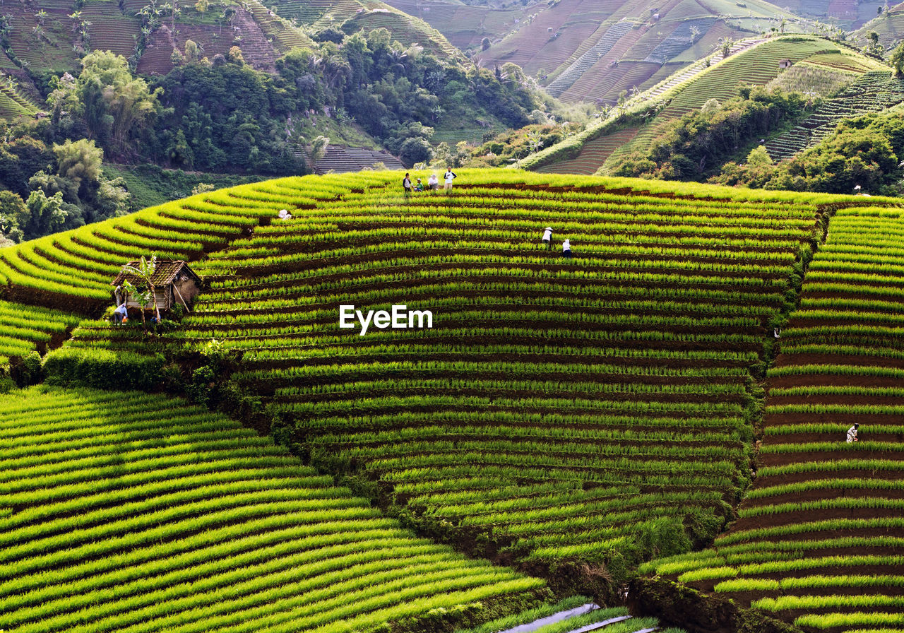 SCENIC VIEW OF RICE PADDY