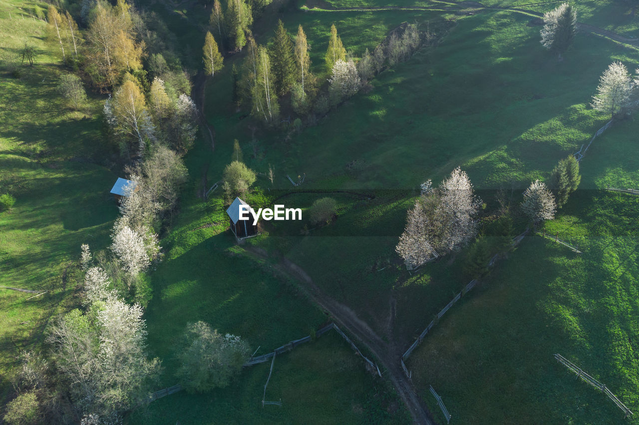 Spring rural landscape with blooming trees in the mountain area, of bucovina - romania. 