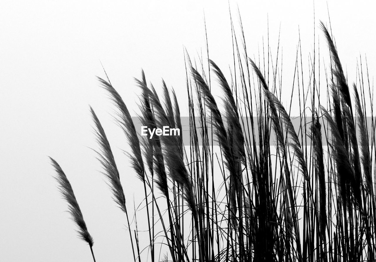 LOW ANGLE VIEW OF TALL GRASS AGAINST SKY