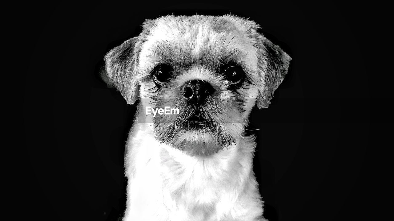 Close-up portrait of dog over black background