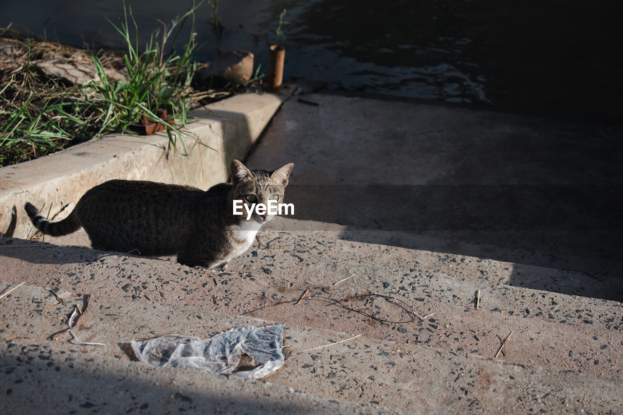 HIGH ANGLE VIEW OF CAT SITTING ON A FLOOR