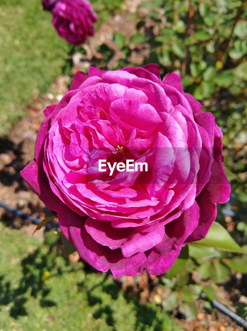 CLOSE-UP OF PINK ROSE IN BLOOM