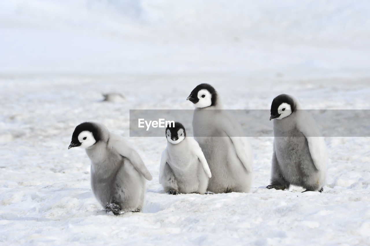 VIEW OF BIRDS ON SNOW