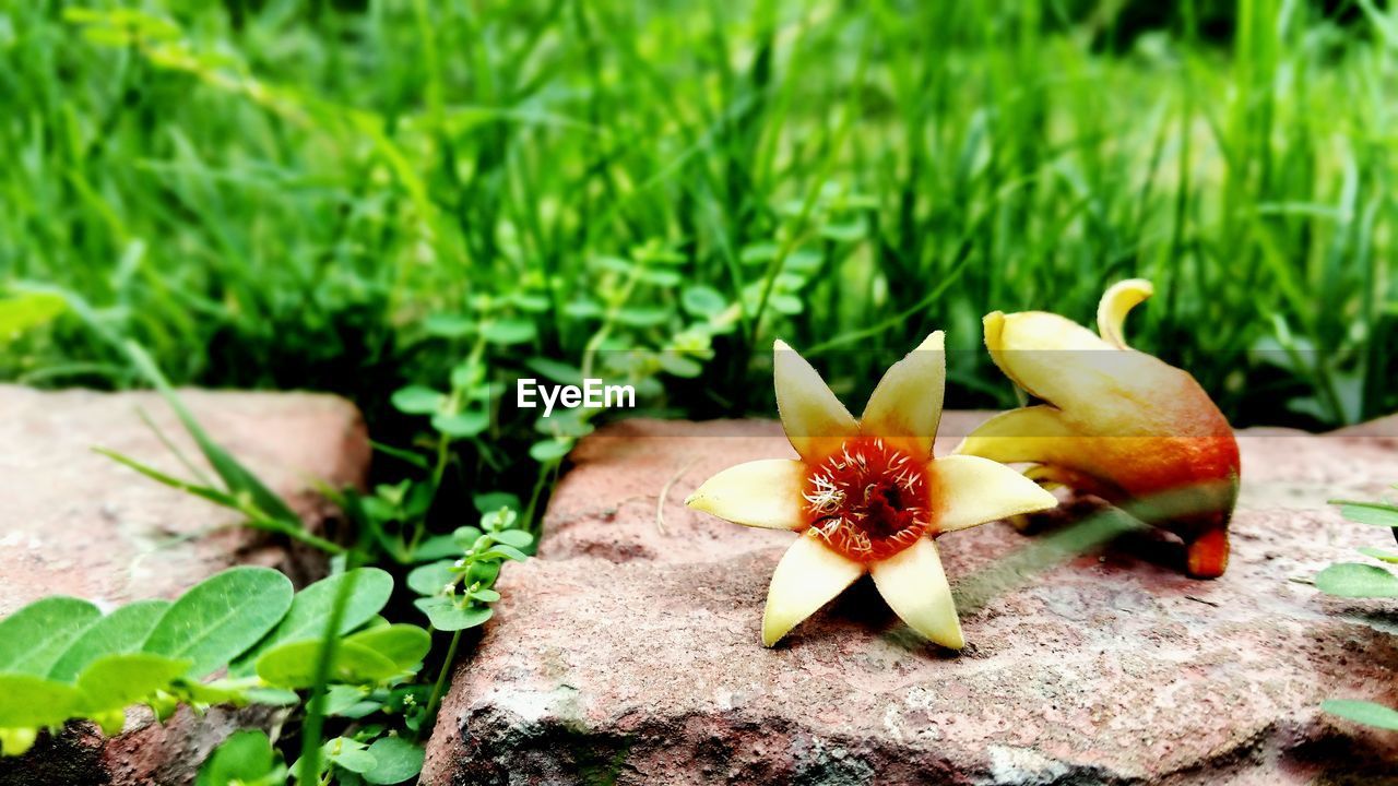 CLOSE-UP OF PLANTS GROWING ON FIELD